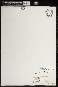 Micranthes nivalis image