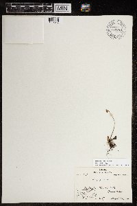 Micranthes nivalis image