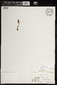 Micranthes nivalis image