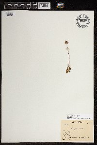 Micranthes nivalis image