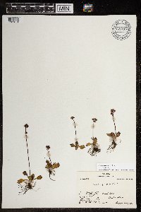 Micranthes nivalis image