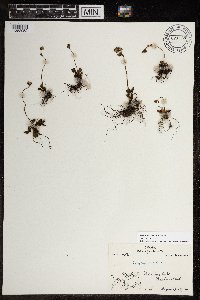 Micranthes nivalis image