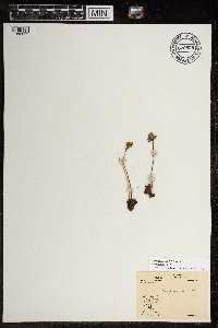 Micranthes nivalis image