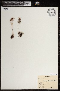 Saxifraga tricuspidata image