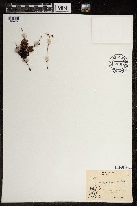 Saxifraga tricuspidata image