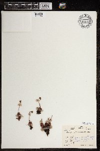 Saxifraga tricuspidata image