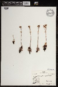 Saxifraga tricuspidata image