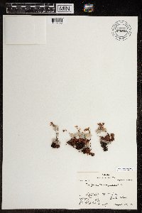 Saxifraga tricuspidata image