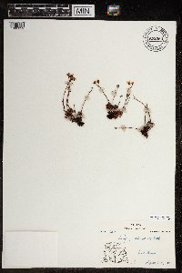 Saxifraga tricuspidata image