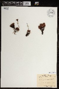 Saxifraga tricuspidata image