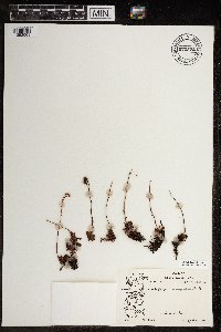Saxifraga tricuspidata image