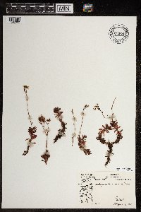 Saxifraga tricuspidata image