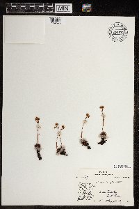 Saxifraga tricuspidata image