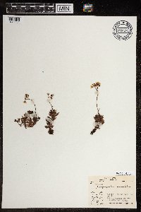 Saxifraga tricuspidata image