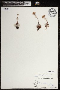 Saxifraga tricuspidata image