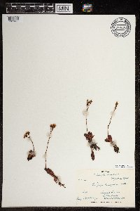 Saxifraga tricuspidata image