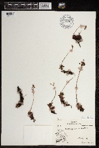 Saxifraga tricuspidata image
