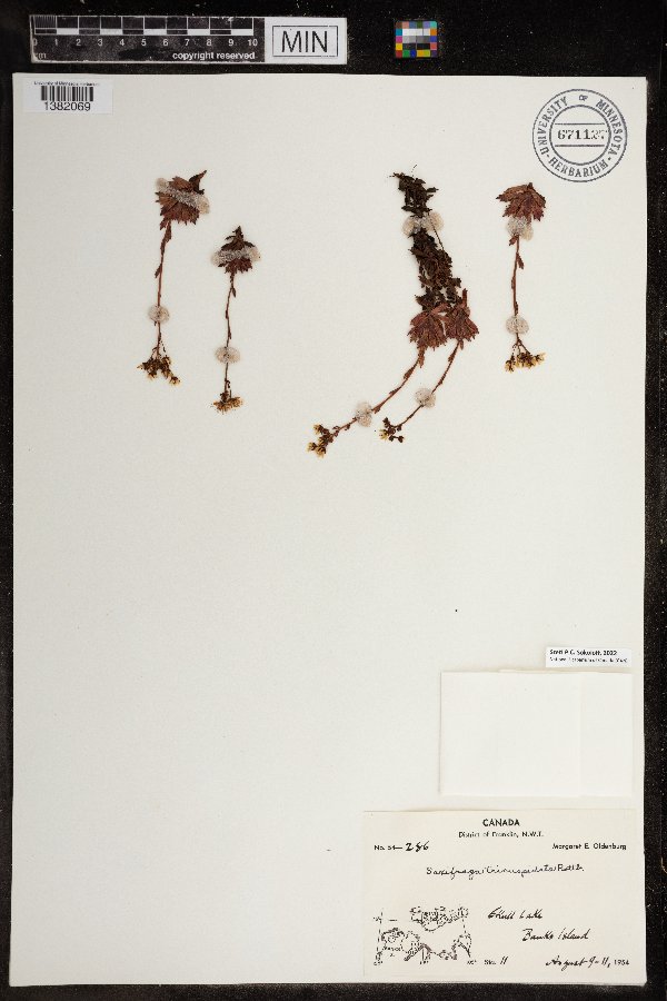 Saxifraga tricuspidata image