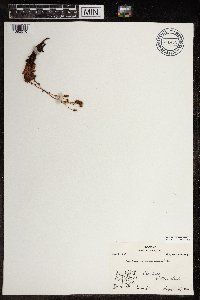 Saxifraga tricuspidata image