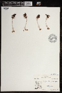 Saxifraga tricuspidata image