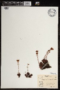 Saxifraga tricuspidata image