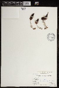 Saxifraga tricuspidata image