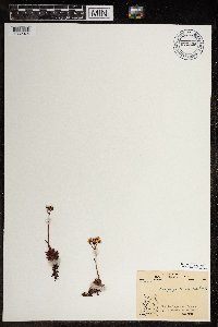 Saxifraga tricuspidata image