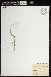 Carex rariflora image