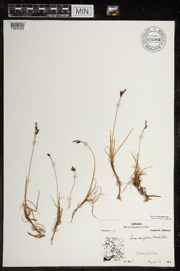 Carex rariflora image