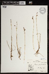 Carex rariflora image