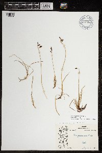 Carex rariflora image