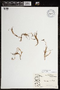 Carex rariflora image