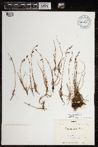 Carex rariflora image