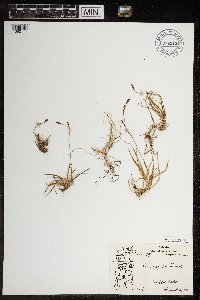 Liatris aspera image