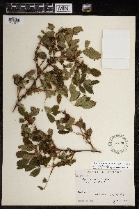 Rosa acicularis image