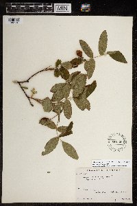 Rosa acicularis image