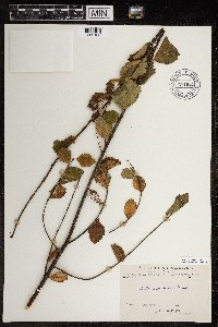 Betula glandulosa image