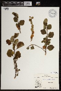 Betula glandulosa image