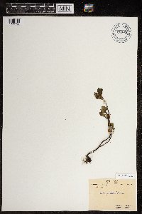 Betula glandulosa image