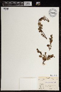 Betula glandulosa image