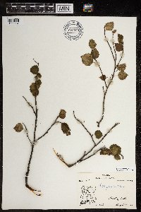 Betula glandulosa image