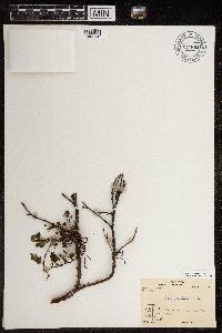 Betula glandulosa image