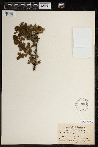 Betula glandulosa image