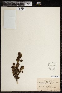 Betula glandulosa image