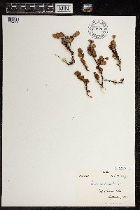Betula glandulosa image