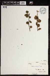 Betula glandulosa image