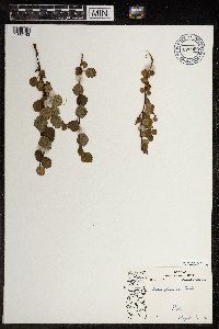 Betula glandulosa image