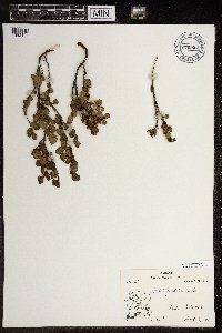 Betula glandulosa image