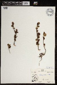 Betula glandulosa image