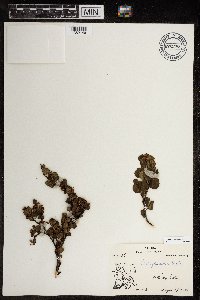 Betula glandulosa image